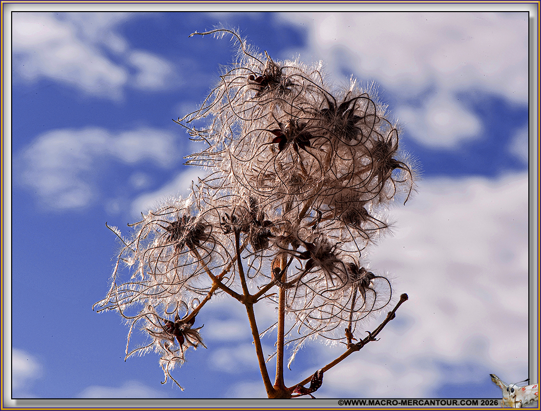 CLEMATITE des haies